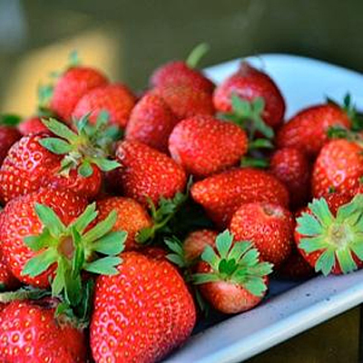 Fragaria 'Seascape'