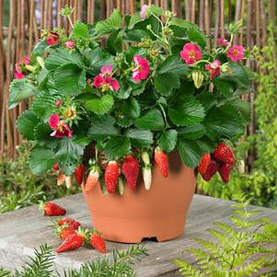 Fragaria x a. 'Tristan'