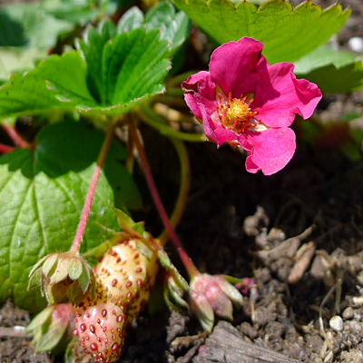 Fragaria 'Fragoo Deep Rose'