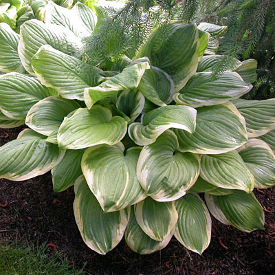 Hosta 'Fragrant Bouquet'