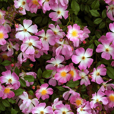 Rosa 'Oso Easy Fragrant Spreader'
