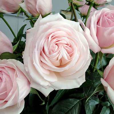 Rosa 'Francis Meilland'