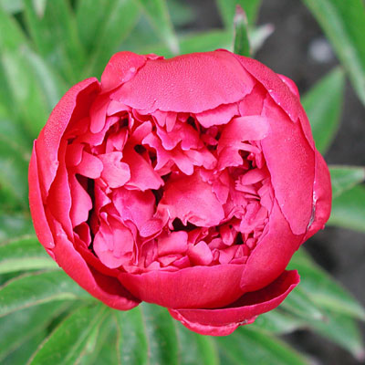 Paeonia l. 'Francis Ortegot'