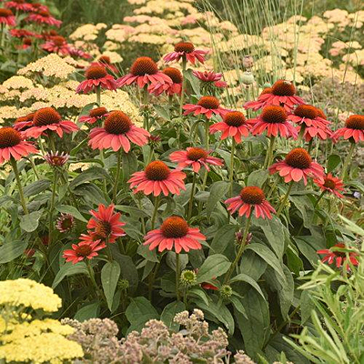Echinacea x 'Frankly Scarlet'