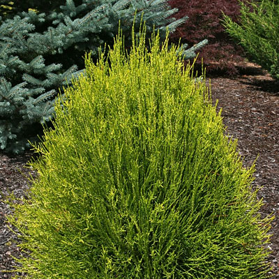 Thuja or. 'Franky Boy'