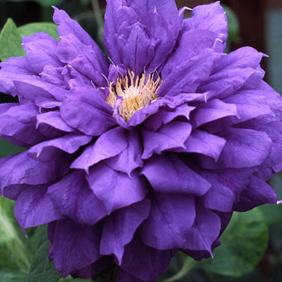 Clematis 'Franziska Maria'