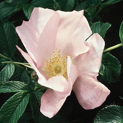 Rosa rugosa 'Frau Dagmar Hartopp'