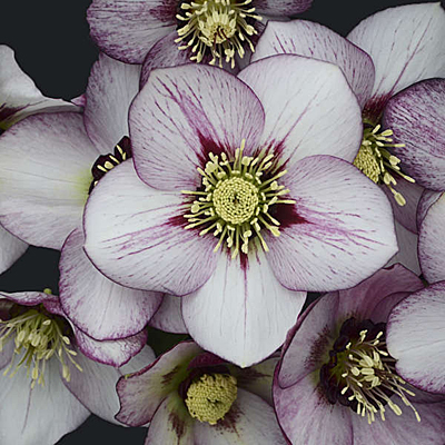 Helleborus x 'French Kiss'