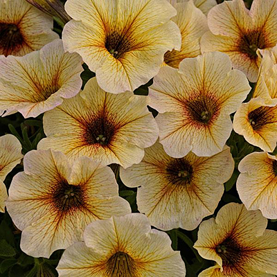 supercal petunia cinnamon supercal petunia cinnamon