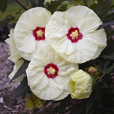 Hibiscus 'Summerific French Vanilla'