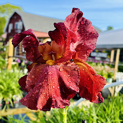 Iris g. 'My Friend Jonathan'
