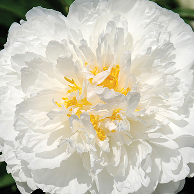 Paeonia l. 'Fringed Ivory'