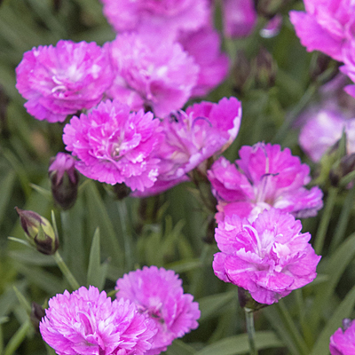 Dianthus x 'Mountain Frost Pink PomPom'