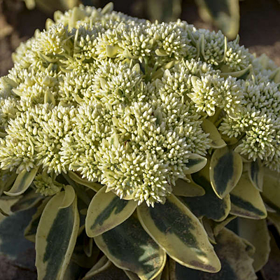 Sedum x 'Frosted Fire'