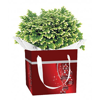 Fern 'Frosty Christmas'