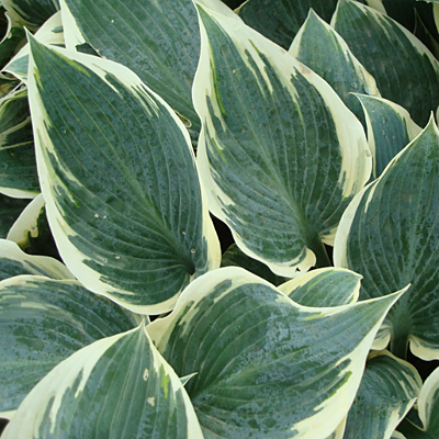 Hosta 'Frosty Ribbons'