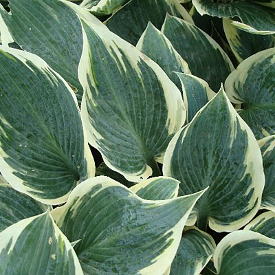 Hosta tard. 'Frosty Ribbons'
