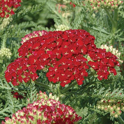 Achillea m. 'Tutti Frutti Pomegranate'