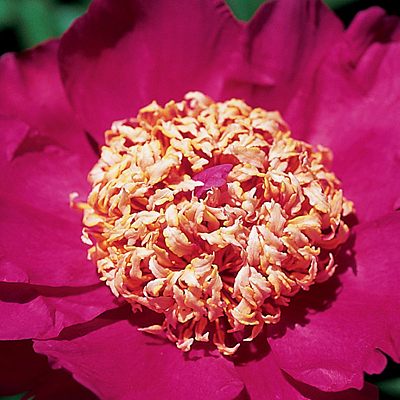 Paeonia l. 'Fuchsia Dragonfly'