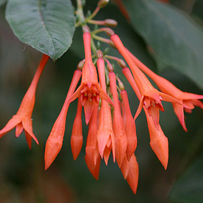 Fuchsia 'Gartenmeister'