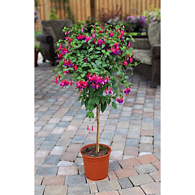 Fuchsia Tree