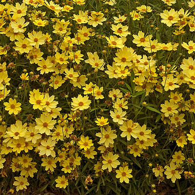 Coreopsis x 'Full Moon'