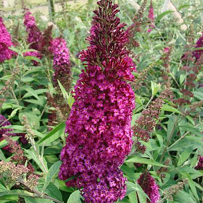 Buddleia d. 'Funky Fuchsia'