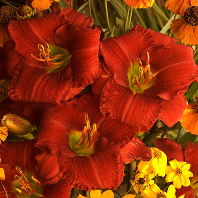 Hemerocallis 'Funny Valentine'