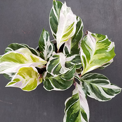 Calathea 'Fusion White'