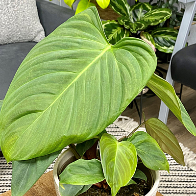 Philodendron n. 'Fuzzy Petiole'