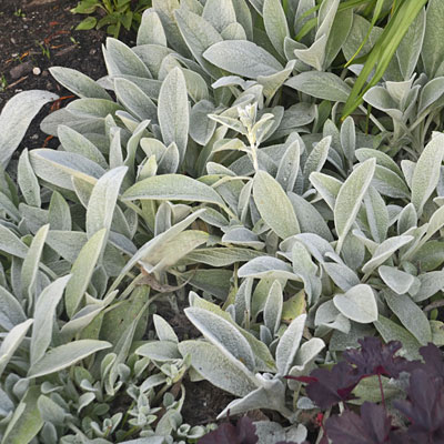 Stachys byzantina 'Fuzzy Wuzzy'