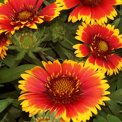 Gaillardia a. 'Arizona Sun'