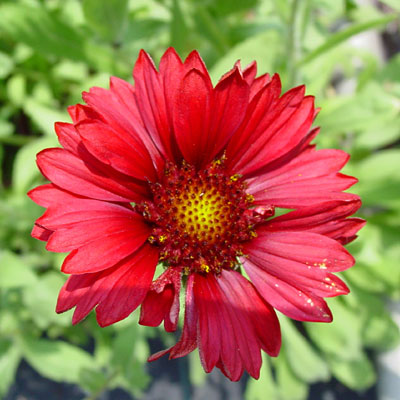 Gaillardia a. 'Burgundy'