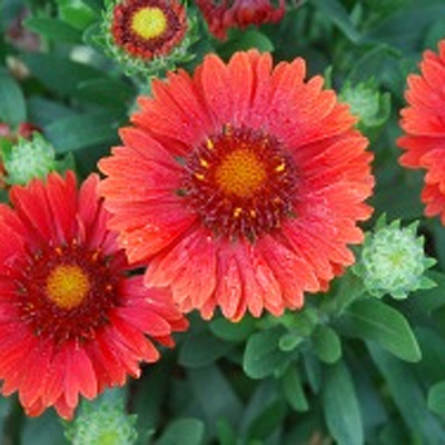 Gaillardia x g. 'Celebration'