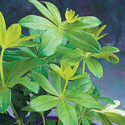 Galium odoratum