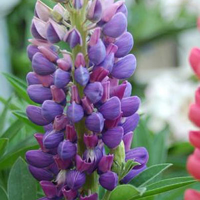 Lupinus x 'Gallery Blue'