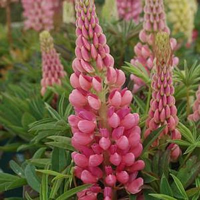 Lupinus x 'Gallery Pink'