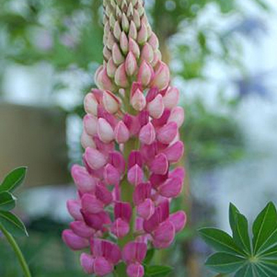Lupinus x 'Gallery Red'