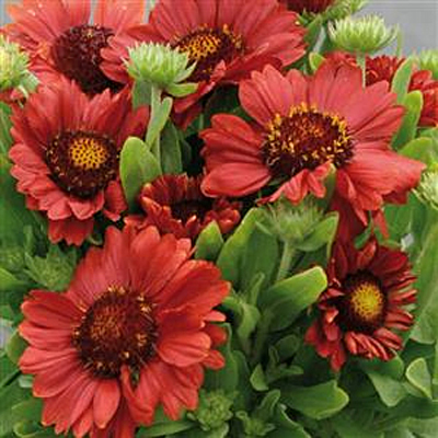 Gaillardia a. 'Gallo Red'