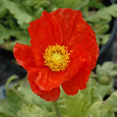 Papaver n. 'Garden Gnome'