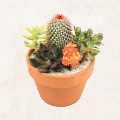 Cactus Garden with Neon Graft