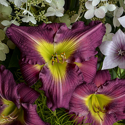 Hemerocallis 'Garden Show'