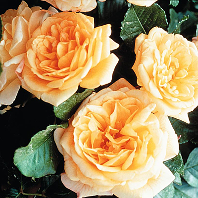 Rosa 'Garden Sun'