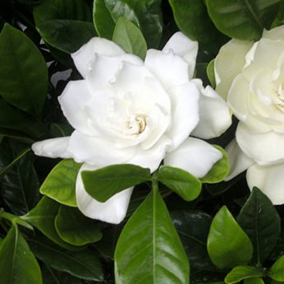 Gardenia jasminoides