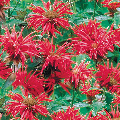 Monarda d. 'Gardenview Scarlet'