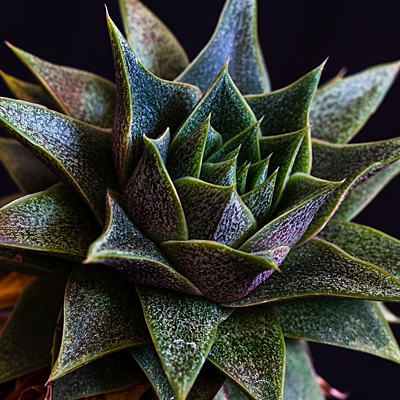 Gasteria