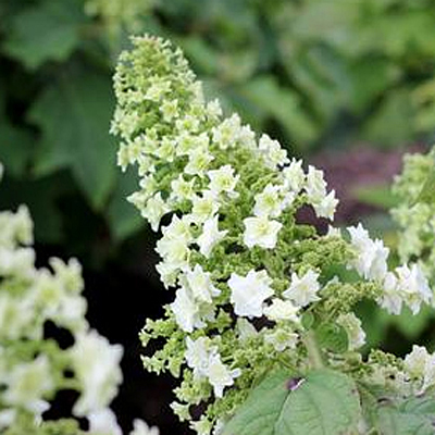 Hydrangea q. 'Gatsby's Star'