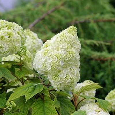 Hydrangea q. 'Gatsby's Moon'