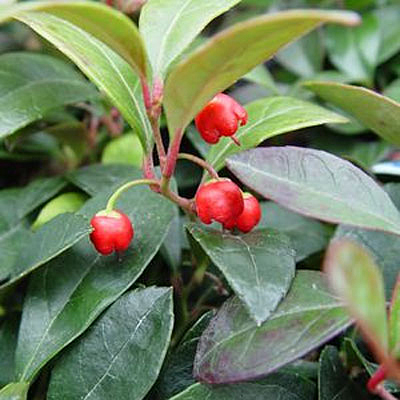 Gaultheria procumbens