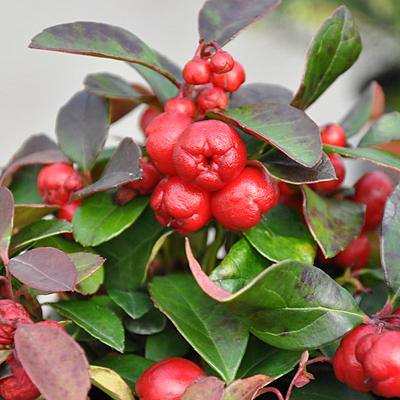 Gaultheria procumbens